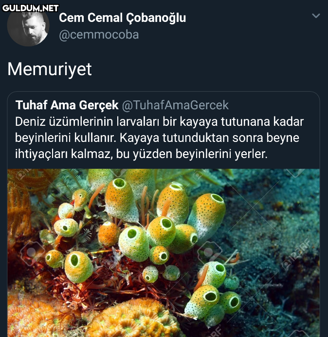 Cem Cemal Çobanoğlu...