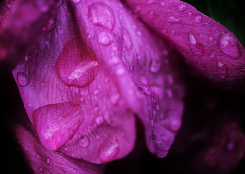 A wild rose in the rain.