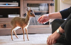  Aluna the dik dik is only 8 inches tall.