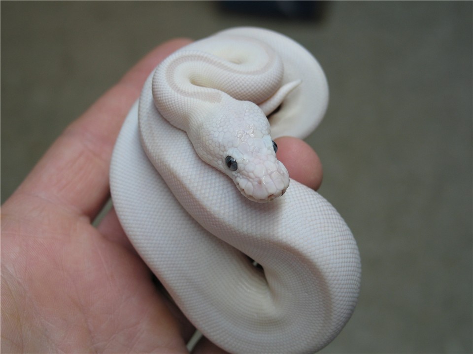 fuckyeahballpythons:  Het. Russo and Russo Leucistic by Vin Russo.  