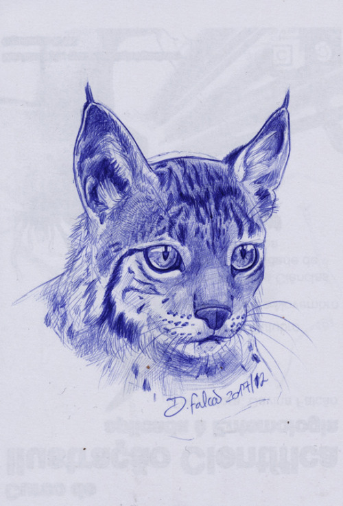 A sketch a day? tryiiiing haaaaard XDDDDSketch of an Iberian Lynx. ____________________I wish to let