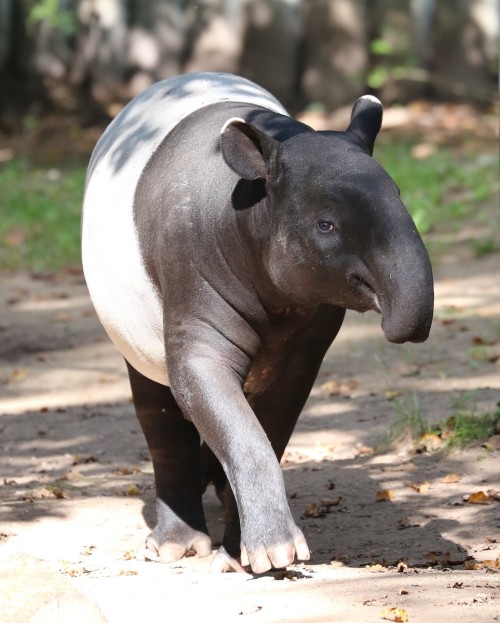 Malayan tapir (Tapirus indicus) The Malayan tapir is the largest species of tapir. Full-grown adults