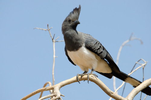 GO-AWAY-BIRD(Corythaixoides)gavball34, 2012. “White-bellied Go-away bird”Samburu County, KenyaGrey, 