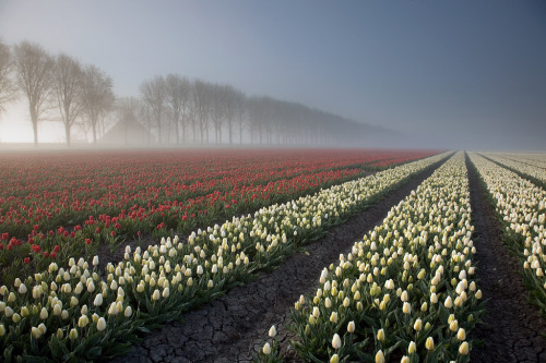 floralls:    Netherlands   by lonelywolf2   