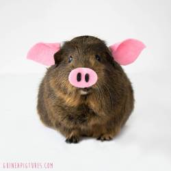 guineapiggies:  via guineapigtures