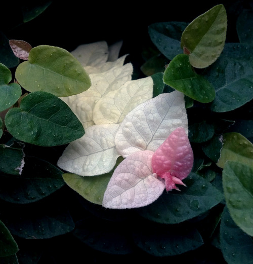 asthtcs:  eskapismus:  15:00 a shy pink ivy hides in the green ivy  this is so pretty