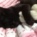 ccorvo:cats with ur best friends! 