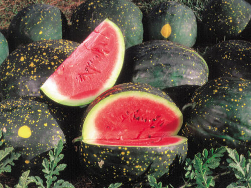 fernsandmoss:Moon and Stars WatermelonCommon names include: Cherokee Moon and Stars, Long Milky Way 