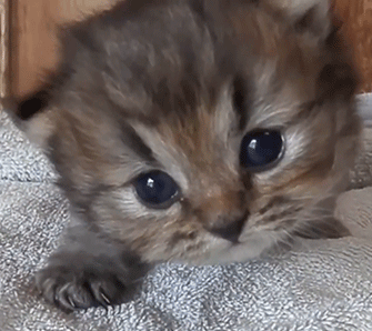 lil-rainbow-princess:  *makes claws with her hands* Rawr.