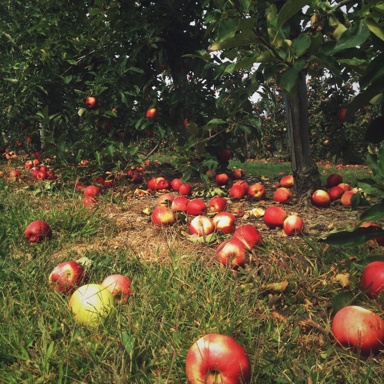 magickandmoss:  Today I went apple picking to get some apples for my pie for Mabon