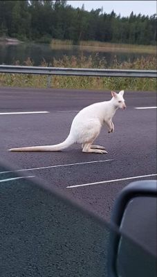 sweetcopen:  A white kangaroo. Nothing special