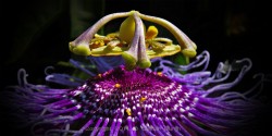 superbnature:  Passiflora incarnata by Osmar