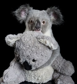 phototoartguy:  Koala loves his bear: Plucky little marsupial found seriously ill beside his dead mother thrives as he is nursed back to health… but don’t take his toy Raymond was found in 2012 with his dead mother, and taken to a shelter A volunteer