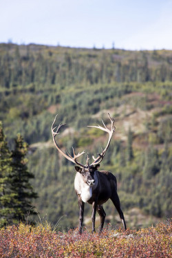 ourwildways:  Caribou by Critter Seeker on Flickr. 
