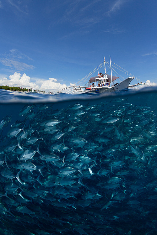 plasmatics-life:  Go diving? ~ By Andrey Narchuk  