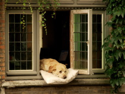 emsfitjourney:this is the exact life i want in this worldThis dog is actually famous in Bruges, if you take the little boat on the canals you can pretty much see him every time and he’s the cutest 