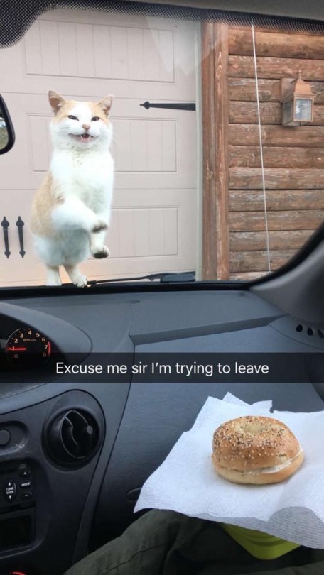 gynandromorph:  thecutestcatever:  uguuuchan:  gimme sammich   gib bagul   i’m on the verge of tears because i’ve seen this post tons of times but today i realized the second reblog is cheezeburger speak for “give bagel” when i thought it was