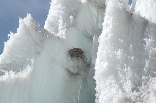 ainawgsd:The White-winged Diuca-Finch is a peculiar passerine of the high Andes in Peru, Bolivia, Ar