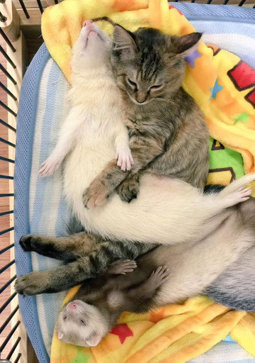 bettieleetwo:  tinycolorfulpanda:  teachingtoday:  awesome-picz:    Rescue Kitten Adopted By 5 Ferrets Thinks It’s A Ferret Too    A+  @whatacatchalexander   one of your cat weasels is the wrong size