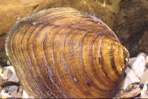 Long Solid Mussel (Fusconaia subrotunda)
Also known as the longsolid, long solid naiad or “pigtoe” the long solid mussel is a species of freshwater Unionid bivalve which is distributed throughout the United States and Canada. Where historically it...