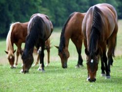    FREE HORSES!!!! 52 thoroughbred horses need homes. Will go to Sugarcreek this Sat. for slaughter. Gentleman died and his son wants nothing to do with them. Most broodmares are broke and some are in foal weanling, yearlings, 2 yrs and 3 yrs old most