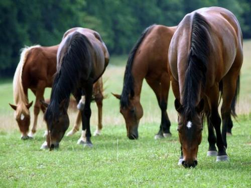 Porn photo    FREE HORSES!!!! 52 thoroughbred horses