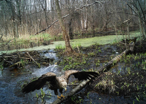 abluegirl:  Chernobyl’s Wildlife Survivors When Mary Mycio tells people she visited the radioactive fallout zone around Chernobyl to study the region’s animals, the questions are always the same. Do the animals have two heads? Do they glow?  Actually,
