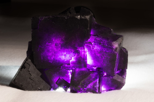 cc-da-wolf:Spectacular “black” fluorite under white light and then back-lit to show its true color: 