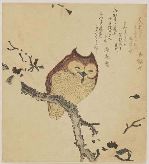 Horned Owl on Flowering Branch by Kubo Shunman (Edo Period)