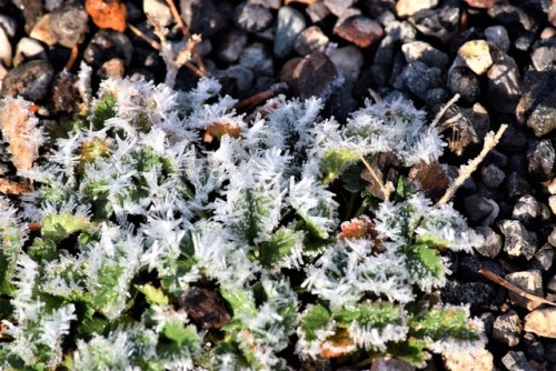 clumsum-q:A frosty morning walk