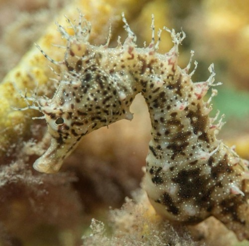 Stunning #seahorse in #southaustralia. This is just one of the many beautiful species that can be fo