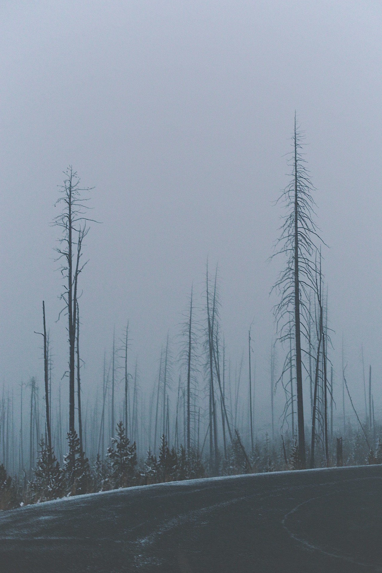 jaymegordon:  Burnt Forest ➾ Jayme Gordon