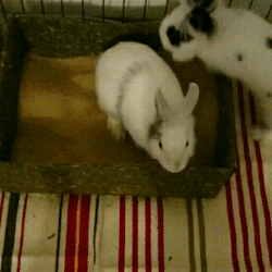 little-bun-world:  So happy to be with her again! They got a new bigger enclosure which I will show in my next posts, too! 