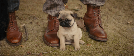richmondvalentines: “Pick a puppy.”