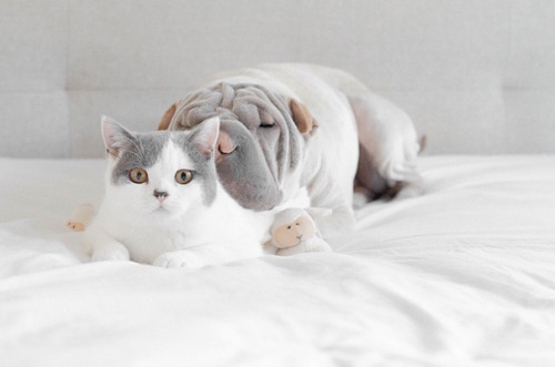 sic-transit-gavin:  strangevibezz:  boredpanda:    World’s Most Photogenic Shar Pei And His Cat Are The Best Friends Ever    I follow on Instagram  FUUUUUUUUUUUUCK 