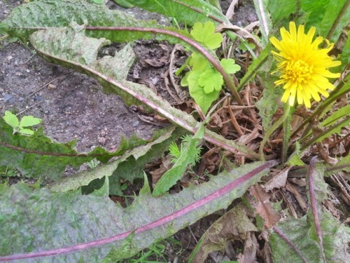 Puccinia taraxaci -rust fungus producing urediospores on dandelion (Taraxacum officinale)