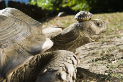 sixpenceee:  A 140-year-old tortoise wearing her 5-day-old son as a hat. This is from a series of photos from 2011 by Attila Balazs.