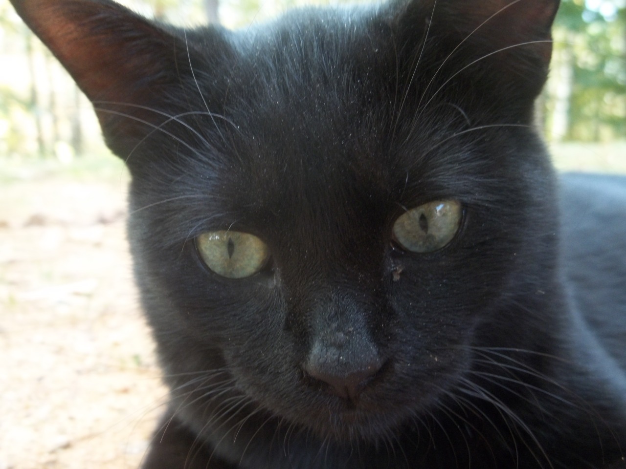 thecutecannibal:  Have some pictures of cats I own/used to own. &lt;3 