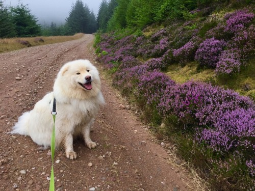 scottish pupper