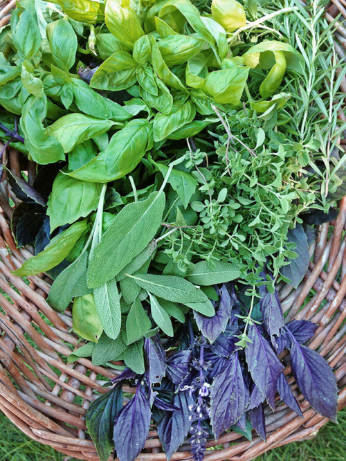 hqcreations:Gardening Resolution: Grow a Year of Herbs!Happy Official Spring to my gardening kinsmen
