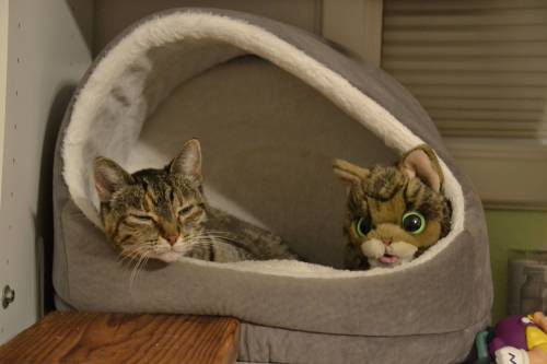 herm-a-lerm: Hermy and BUB