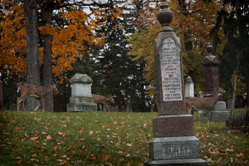 firefly-in-repair: Just some of the many deer I saw in the cemetery this morning :)