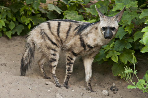 zooophagous:wildlifeisbeautiful:Aardwolf (Proteles cristata)LOOK AT THAT RIDICULOUS MANE