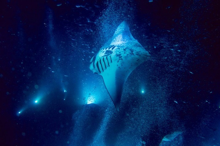 mymodernmet:  Portland-based photographer Mako Miyamoto ventured underwater to capture