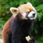 firepandablog
