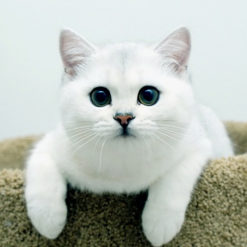 lolcuteanimals:White British Shorthair Cat.This is one of my favorites