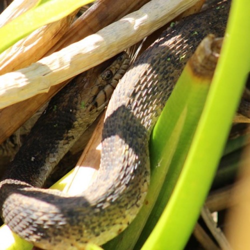 Florida Water Snake (Nerodia fasciata pictiventris) #herping #florida #nature #wildlife #fieldherpin