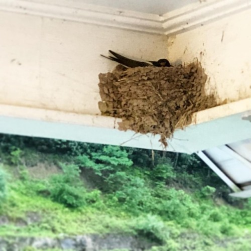 May 30, 2018. She made her nest in the porch roof of the church. Some say it’s a sign of good luck. 