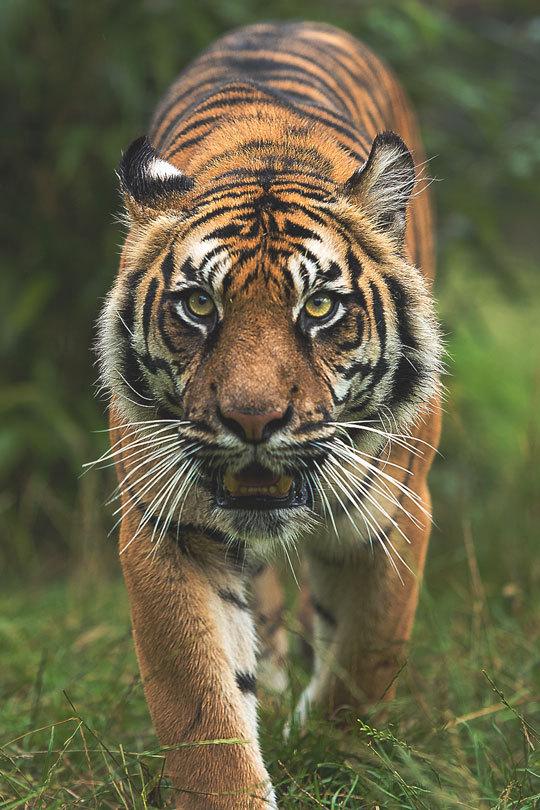 thelavishsociety:  Amur Tiger by Colin Langford | LVSH