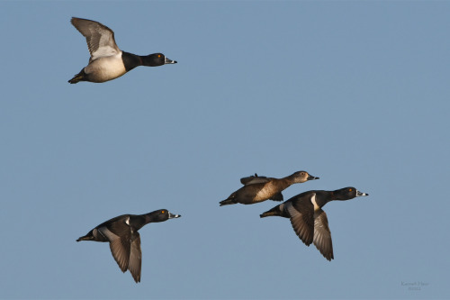 speakingofnature:Ring-necked DuckDuring spring migration the Ring-necked Duck (Aythya collaris) pass